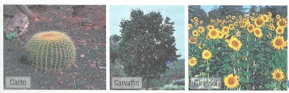 4. As plantas são influenciadas pelos fatores do meio (Temperatura, Luz e Humidade). Observa as plantas da figura 4. Atribui a cada uma das frases um fator do meio. Fig.