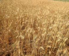 9.2.5. Trigo Na Bahia, estima-se que sejam cultivados 5 mil hectares desse cereal.