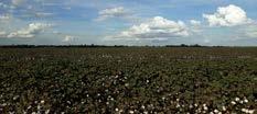 Até o momento, aproximadamente 12,5% da área plantada já foi colhida. A produtividade estimada para o algodão em caroço é de 3.