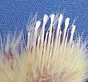 o mesmo comprimento). Em uma pequena porcentagem de pintos as penas posteriores podem ser maior do que as penas primárias (empenamento muito lento). Esses pintos são machos.