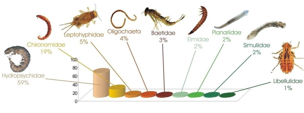 Resultados Alto Rio das