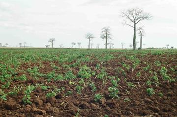 Regeneração Dividir a área em estudo em 9 segmentos iguas e investigar o número de segmentos com plantas jovens saudáveis Investigar em cada segmento se existe uma planta.