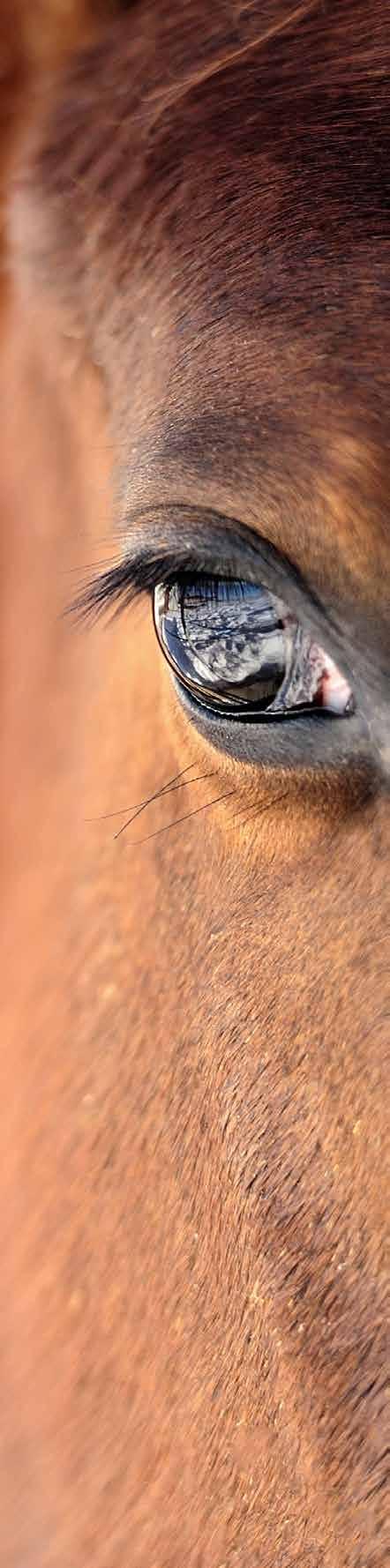 FALTA DE APETITE E EMAGRECIMENTO TOSSE QUEDA DE RENDIMENTO Além destes sintomas, o animal fica vulnerável às infecções secundárias oportunistas que se aproveitam desse estado geral mais