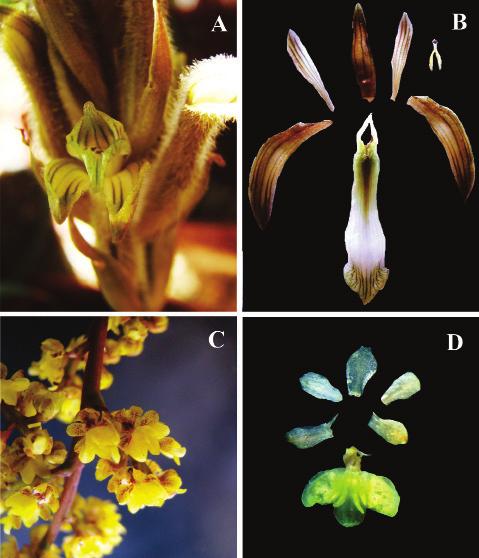 67 6. Oeceoclades maculata (Lindl.) Lindl. (Figura 2E-F) Gen. Sp. Orchid. Pl. 237-238. 1833 Planta terrestre, ciófila. Raízes crassas, esbranquiçadas. Rizoma ca. 0,5 cm compr., entre os pseudobulbos.