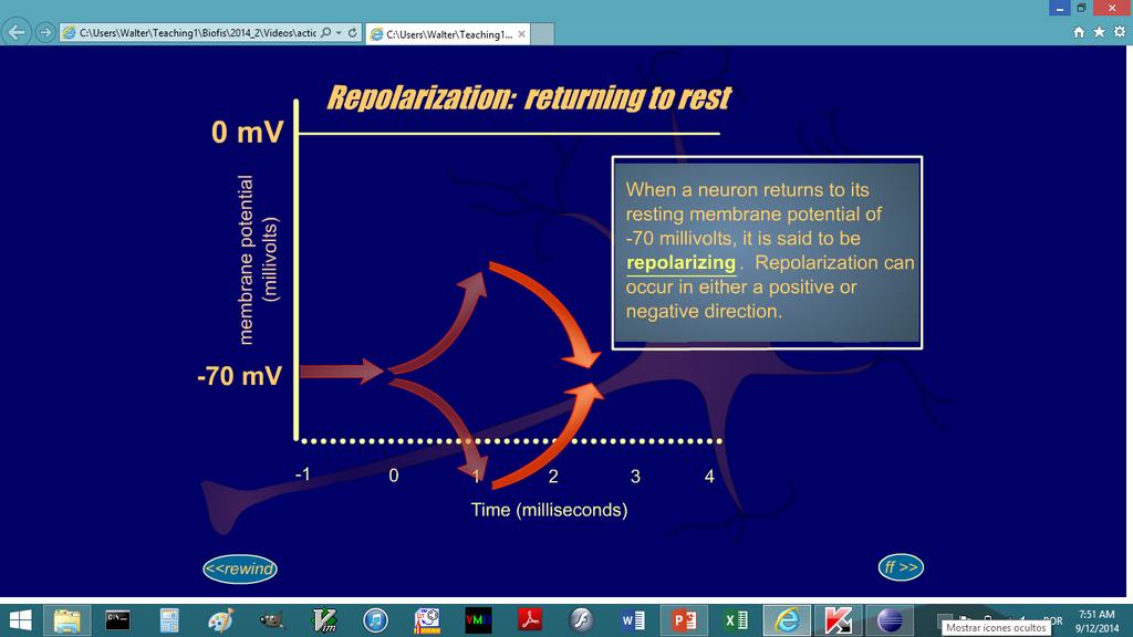 Potencial de membrana (milivolts) Repolarização (voltando ao repouso) Quando o potencial de membrana do neurônio, retorna ao potencial de