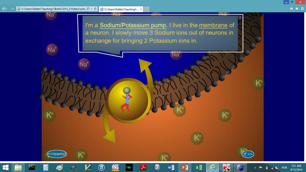 A bomba de Sódio/Potássio leva três íons Sódio para fora do neurônio e traz dois