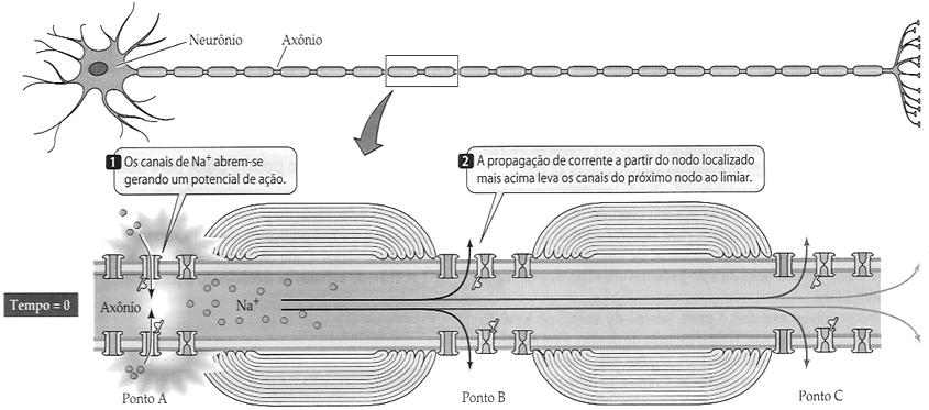 Fonte: Purves et al., Vida A ciência da Biologia. 6a. Ed. Artmed editora, 2002 (pg. 784). Propagação do Potencial de Ação Vamos considerar a propagação do potencial de ação de vertebrados.