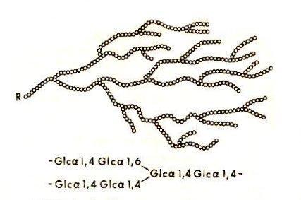 GLICOGÉNIO Macromolécula mais de 60 000 moléculas de glicose ligadas com ramificações a cada 4-10 resíduos de glicose >>