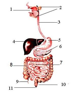O nome das estruturas na sequência que aparece na figura é: a) 1=Boca;2=Glândulas salivares;3=esôfago;4=fígado;5=estômago;6=pâncreas;7=intestino Grosso;8= Intestino Delgado;9=Reto; 10=Apêndice;