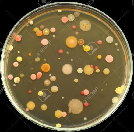 1 CONCEITOS IMPORTANTES MICROBIOTA: conjunto de microrganismos presente em um ambiente específico. Ex.: microbiota: do ar de interiores; da água do mar; do solo;... Como é determinada?