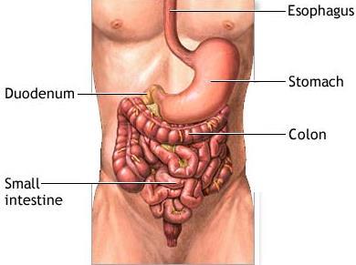 16 MECANISMOS DE CONTROLE DA MICROBIOTA