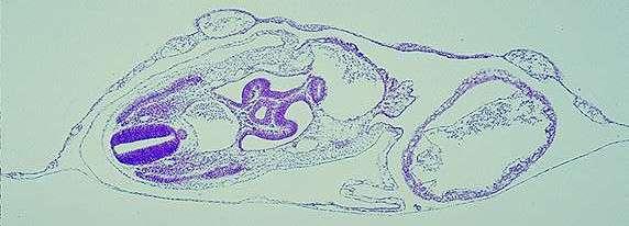 g. Identificar a face dorsal do embrião. Identifique a medula espinhal pela presença do dermomiótomo e esclerótomo.