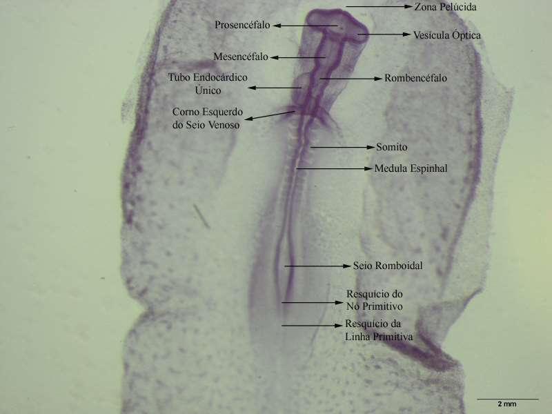 Embrião de galinha com 33 horas de incubação Desenvolvimento dos Sistemas Nervoso, Ocular, Muscular e Esquelético e Cardiovascular 1. Montagem total Identificar: 1.