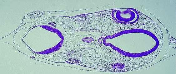 Mesênquima cefálico. Ectoderme epidermal. b. Identificar a face ventral e a face dorsal do embrião.