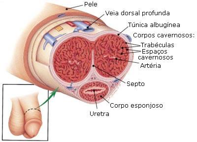 A ereção do pênis precede a ejaculação. No pênis rígido, devido à resposta aos estímulos nervosos, os espaços dos corpos cavernosos enchem-se de sangue arterial.