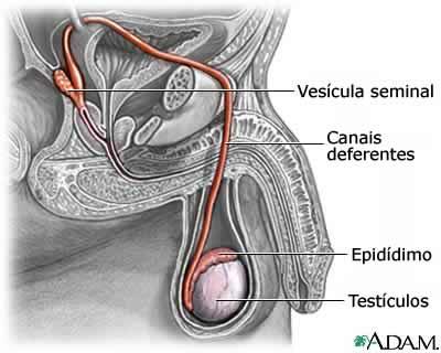 3. Ducto deferente É a continuação do epidídimo e termina no ducto ejaculatório.