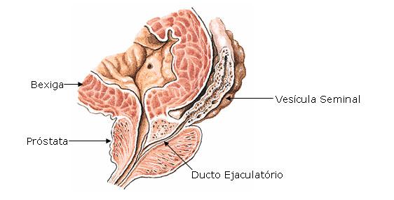 Formados pela junção do ducto deferente com os ductos das vesículas seminais.