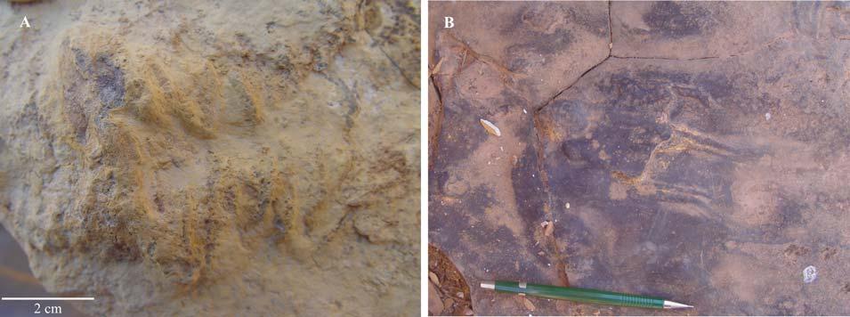 No topo da Formação Itaim, entre 122 e 134 m, predomina arenito fino, muito bioturbado com estratificação cruzada incipiente e lentes onduladas, com intercalação de conglomerado no nível 134 m (Fig.