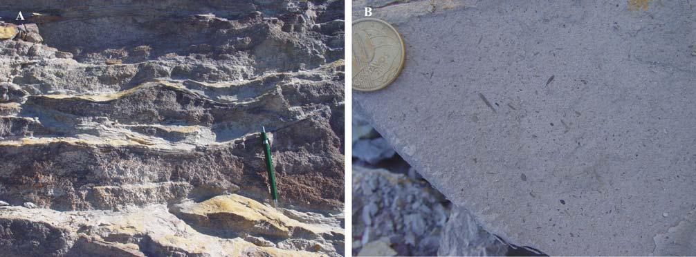 dominar estratificações laminadas e onduladas (Fig.19 A). No intervalo entre 42 e 48 m ocorre um siltito laminado (seção média superior da fig. 18) fossilífero com ocorrência de fitoclastos (Fig.