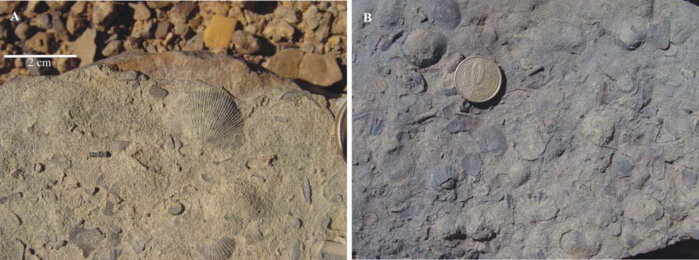 Figura 21. Em A: Vista geral da superfície do afloramento fossilífero da seção 4, Fazenda Encantada II. Em B: Aspecto da camada fossilífera no afloramento 4. Formação Pimenteira.