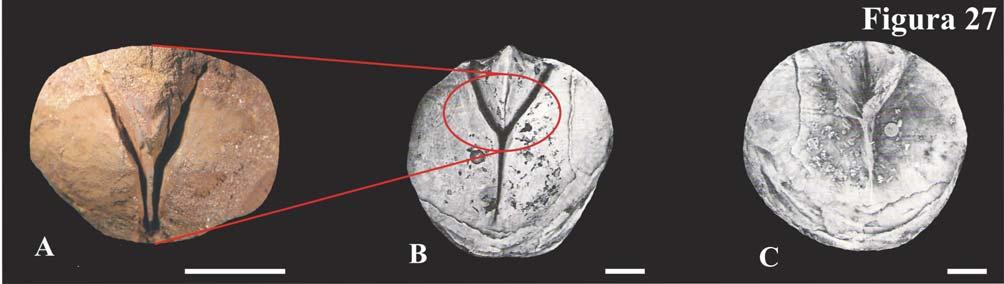 Ordem Incerta Gênero Tropidoleptus Hall, 1857 Espécie-tipo: Strophomena carinata Conrad, 1839, p.64.