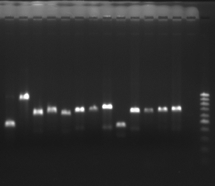 22 Figura 5 Gel de eletroforese representando o resultado de um PCR Fonte: autora (2016). 4.