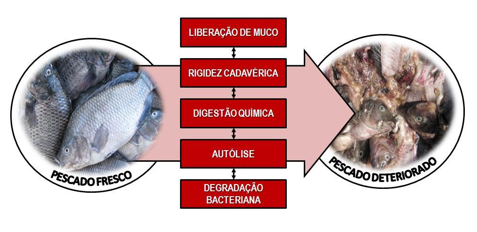 Deterioração do pescado