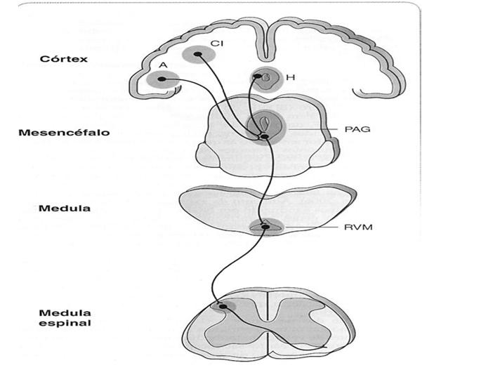 Receptores Opioides Mu(µ) - Kappa(k) - Delta(δ) µ1 analgesia supramedular, miose, euforia µ2 analgesia medular, depressão respiratória, redução do trânsito intestinal Receptores Opióides k1 disforia,