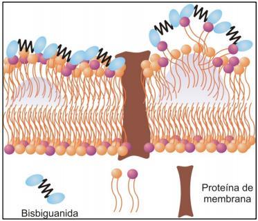 Desorganização de fosfolipídios da membrana celular Iodóforos