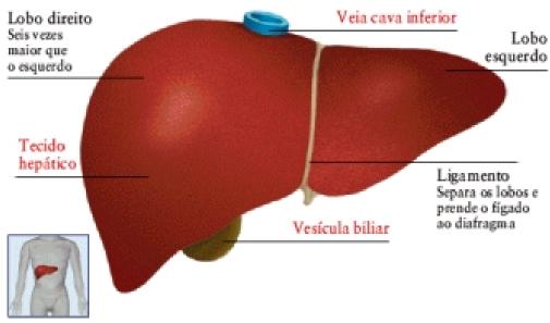 Tipos de biodisponibilidade iodisponibilidade relativa ou farmacêutica (F) (Depende da forma farmacêutica) iodisponibilidade absoluta ou