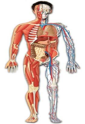 ANATOMIA (PARTE I) Anatomia EMERGÊNCIAS PRÉ-HOSPITALARES O curso de Emergências Pré-Hospitalares iniciará com a parte de anatomia, pois servirá de base para os próximos assuntos.