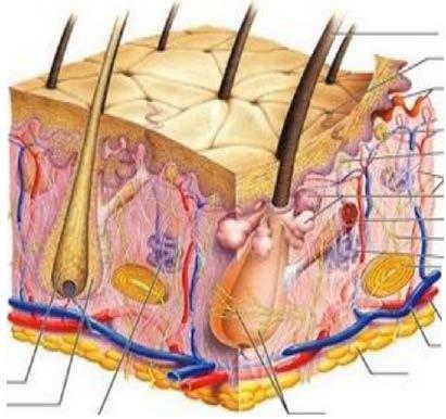 Quadrante Inferior Esquerdo QIS Parte do intestino grosso. Parte do intestino delgado. Parte do ovário (mulher).