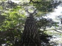 B (2017) O angico-do-cerrado é uma espécie nativa do bioma cerrado, possui madeira dura e compacta, utilizada na construção civil, marcenaria e carpintaria.