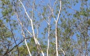 A farinha-seca é uma árvore semidecídua, florífera, que apresenta tronco e copas ornamentais. É nativa das Américas Central, Norte e Sul.