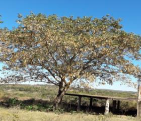 (Curatella americana), árvore-do-conflito (Leucaena leucocephala) e mamona (Ricinus