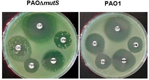 Cepa bacteriana resistente (?