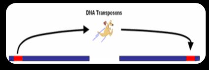 segmentos de genes, inserções, deleções,