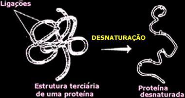 Uma característica importante das proteínas é sua capacidade de desnaturação.