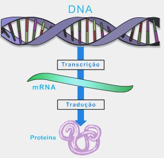 3º. Síntese de proteínas (tradução das informações do DNA) Nessa fase, a mensagem contida no RNAm é seguida (lida) e o ribossomo a utiliza para sintetizar a