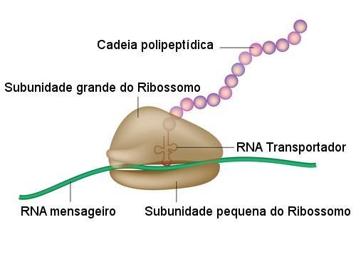 Na subunidade menor, ele faz ligação ao RNAm, na subunidade maior há dois sítios (1 e 2), em que cada um desses sítios podem se unir a duas moléculas de RNAt.