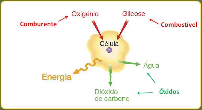 Carboidratos A energia que o ser vivo utiliza em suas atividades provém da oxidação de alimentos, através da respiração celular.