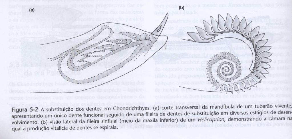 em tubarões (extintos e atuais), cada dente na maxila tem atrás de si uma