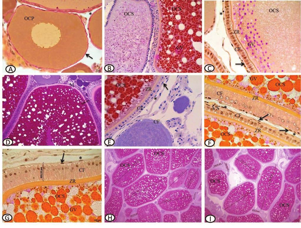 Fig. 1: Ovário de Cichla kelberi: A: Oócito em crescimento primário, mostrando as células foliculares pavimentosas e a teca interna.