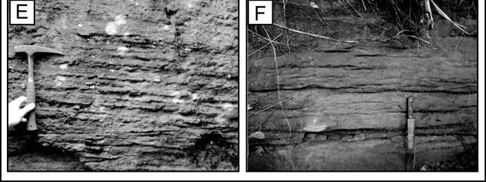A geometria em lençol, predominância de sedimentos grossos, e pequena dispersão da paleocorrente sugerem que essa associação de fácies represente o preenchimento de um cinturão de canais fluviais