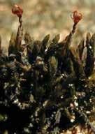 O esporófito possui uma cápsula avermelhada, que, com o amadurecimento vai secando e causando uma pressão no conteúdo interno (Figura 5a).