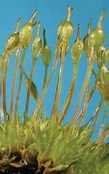 O protonema é pouco comum, com forma laminar e crescimento marginal (semelhante a Coleochaete). que habitam, característica também de grande utilidade na jardinagem.