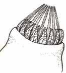 41 melhante a um chapéu de palha, que resulta do arquegônio, recobrindo a cápsula quando jovem, protegendo-a e contribuindo para o seu desenvolvimento.