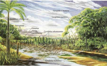 49 7). Alguns gêneros, como Lepidodendron e Sigillaria, contribuíram de forma significativa, para a produção dos depósitos de carvão, característicos do período.