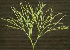 (2002) O esporófito é diferenciado dentro de um sistema curto, consistindo de caule, folhas (micrófilas) e raízes.