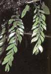 No ápice dos ramos férteis observa-se os estróbilos, estrutura que reúne os esporângios, localizados na axila de folhas com função de proteção.